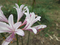 Lycoris incarnata