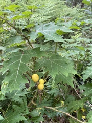 Solanum aculeatissimum