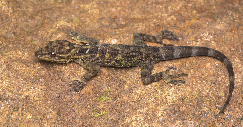 Smaug Forest Gecko