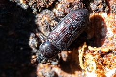 Menephilus cylindricus