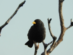 Rhopospina carbonaria