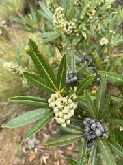 Searsia angustifolia