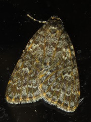 Parelictis saleuta