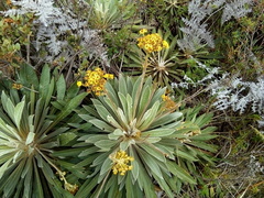 Espeletia corymbosa