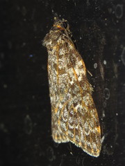 Parelictis saleuta