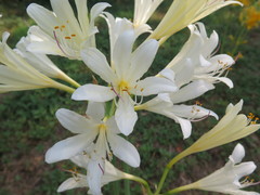 Lycoris longituba