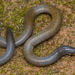 Indian Earth Snake - Photo (c) avrajjal, some rights reserved (CC BY-NC), uploaded by avrajjal