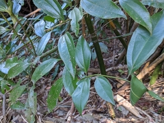 Cinnamomum osmophloeum