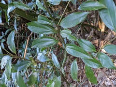 Cinnamomum osmophloeum
