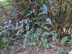 Cinnamomum osmophloeum