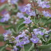 Beach Vitex - Photo no rights reserved, uploaded by 葉子