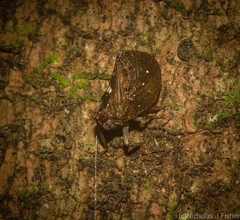 Cotylana angustifrons