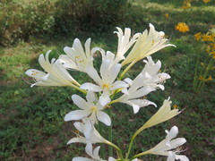 Lycoris longituba