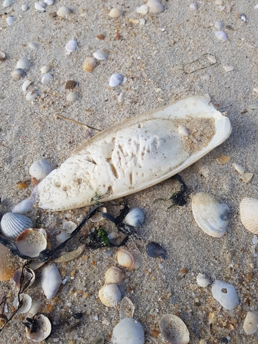 photo of European Common Cuttlefish (Sepia officinalis)