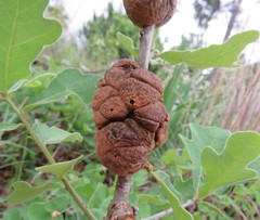 Disholcaspis spongiosa