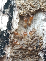 Macrotermes gilvus