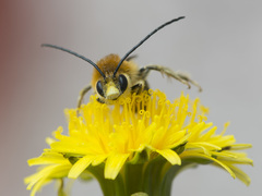 Eucera longicornis