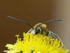 Eucera longicornis