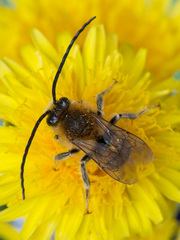 Eucera longicornis