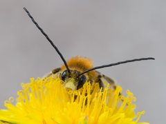 Eucera longicornis