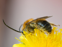 Eucera longicornis