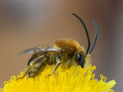 Eucera longicornis