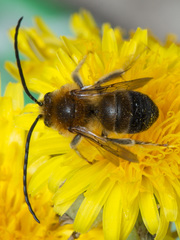 Eucera longicornis