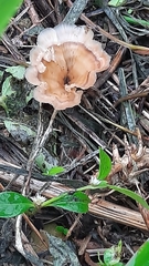 Cotylidia aurantiaca