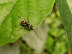 Polyrhachis illaudata