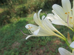 Lycoris longituba