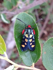 Arniocera auriguttata