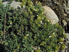 Teucrium montanum jailae
