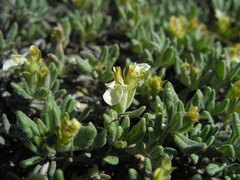 Teucrium montanum jailae