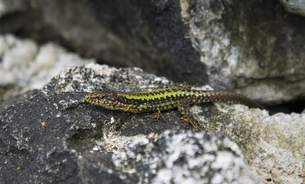 Georgian Lizard