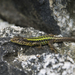 Spiny-Tailed Lizard - Photo (c) Grigory Evtukh, some rights reserved (CC BY-NC), uploaded by Grigory Evtukh