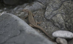 Darevskia rudis bischoffi