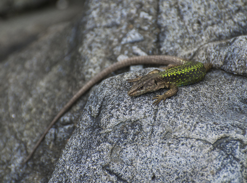 Spiny-tailed Lizard