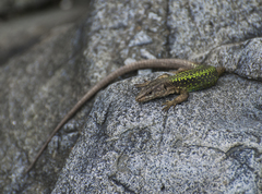 Darevskia rudis bischoffi