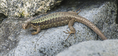 Darevskia rudis bischoffi