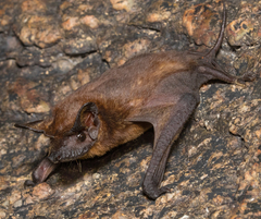 Molossops mattogrossensis