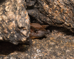 Molossops mattogrossensis