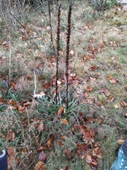 Digitalis parviflora