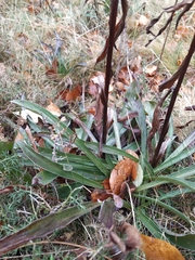 Digitalis parviflora
