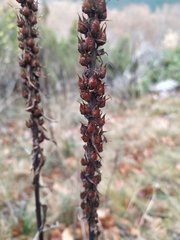 Digitalis parviflora