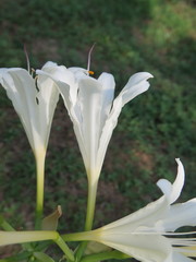 Lycoris longituba