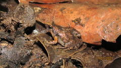 Microhyla orientalis