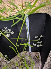 Limnosciadium pinnatum