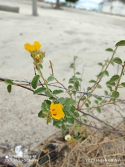 Sida galheirensis