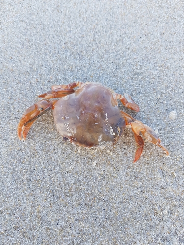 photo of Henslow's Swimming Crab (Polybius henslowii)