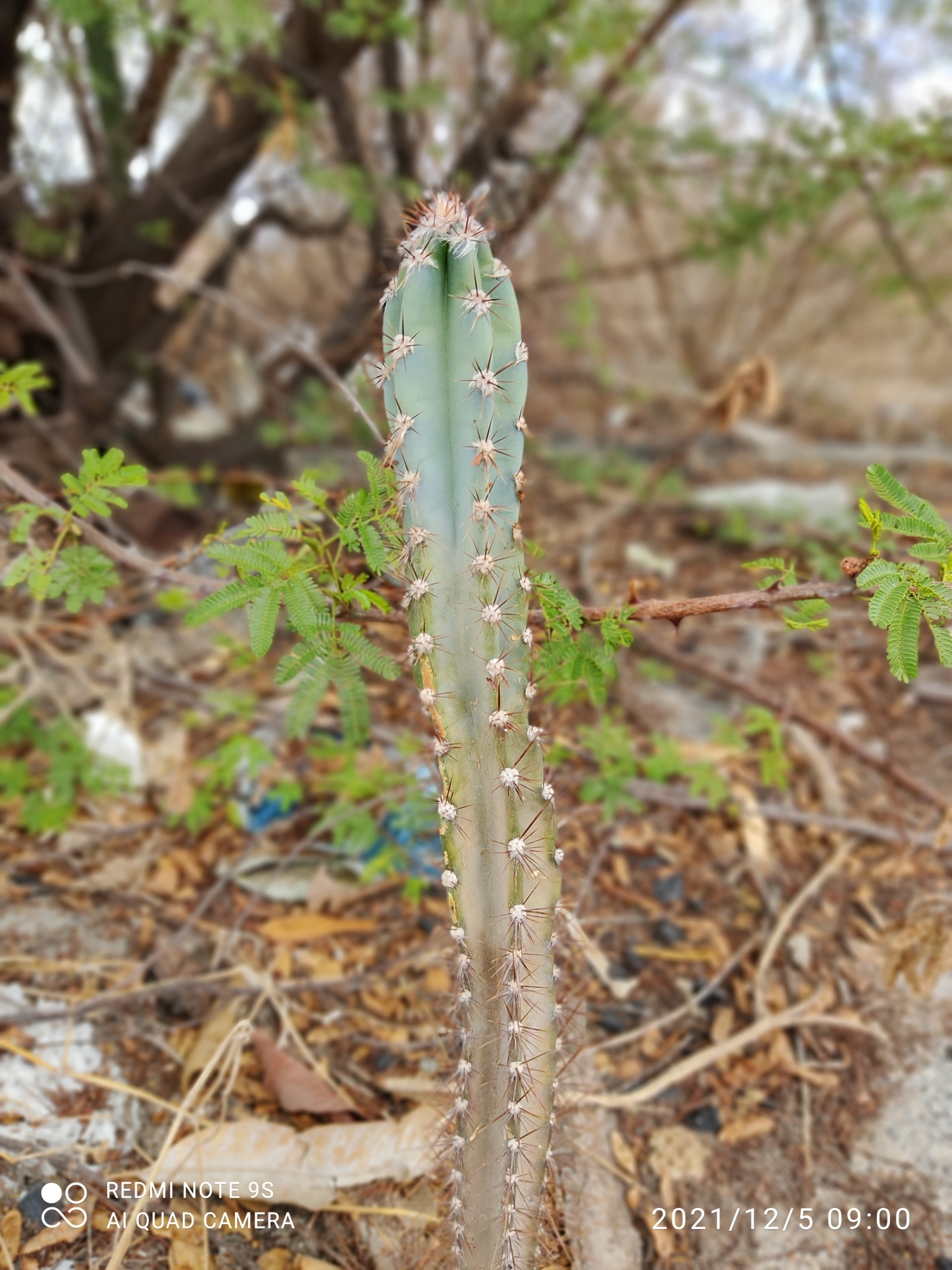 Cereus jamacaru